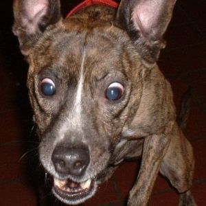 Meet your Posher, Barry